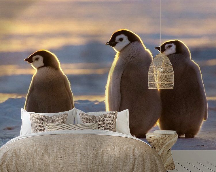 LP 70514994 Baby emperor penguins in Antarctica by BeeldigBeeld
